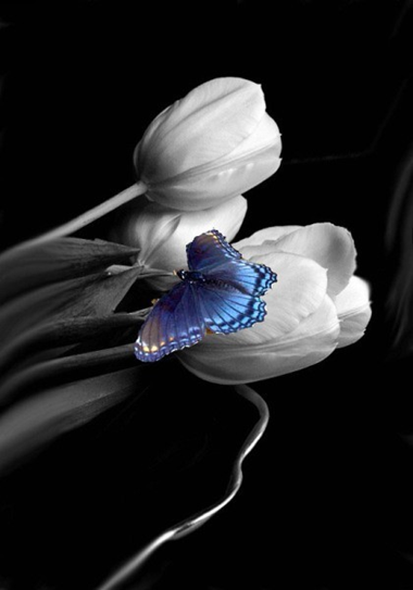 tumblr_lxmyfobKec1qi73rno1_500