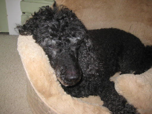 Gordon, Jane C.'s 15 year old poodle, loves his new plush bed!