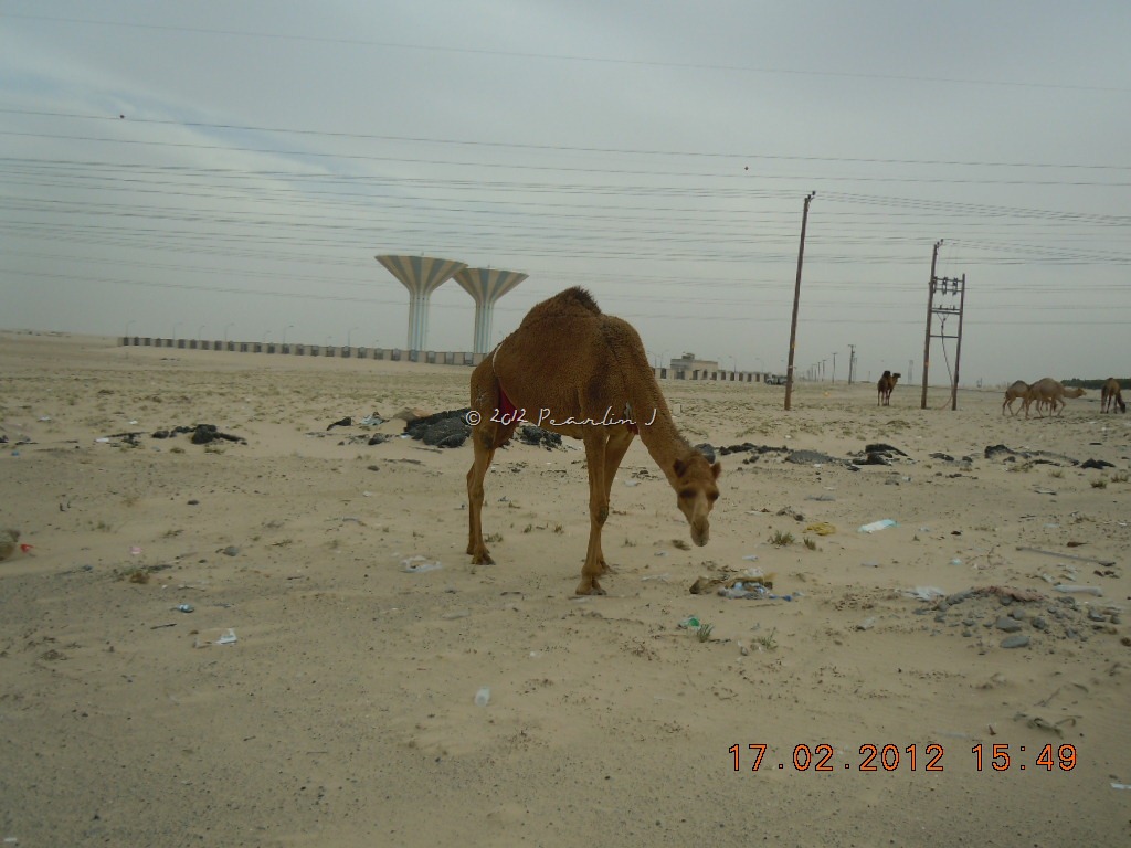 [Picnic%2520073%255B4%255D.jpg]