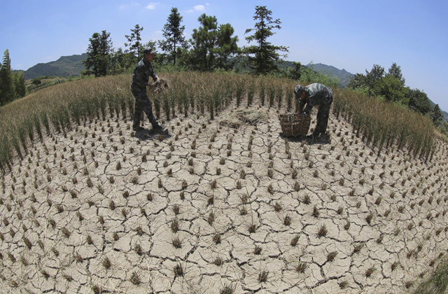 Militia cut off damaged crops under the summer heat after a drought hit Loudi, Hunan province, 31 July 2013. The city has seen 33 days of the summer heat with its highest temperatures soaring up to 35 degree celsius (95 Fahrenheit). Photo: REUTERS / Stringer