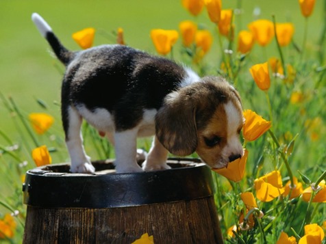 [spring_scents__beagle_puppy_25%255B3%255D.jpg]