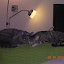 cats_reneseme_2010-05-29_02.jpg cats_reneseme_2010-05-29_02.jpg