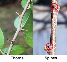 Thorns  and Spines