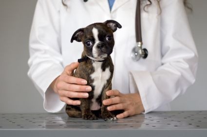 [vet-with-boston-terrier-health%255B3%255D.jpg]