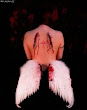 Nature Of Dear Angel