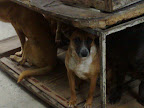 Ziggy felizmente adoptado