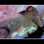 101127 Aquanight 0003.jpg