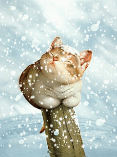 Animated-snow-cute-cat