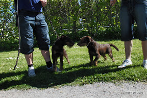 Tysk Jaktterrier Tysk Jaktterrier