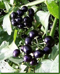 Garden Huckleberry Garden Huckleberry