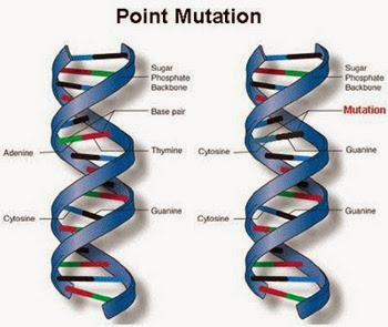mutasi titik