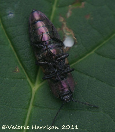 [click-beetle-underside%255B2%255D.jpg]