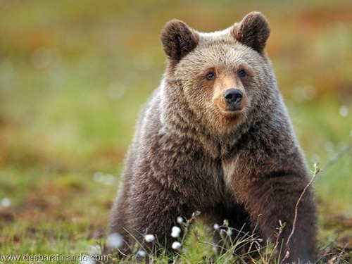 animais national geographic desbaratinando (8) animais national geographic desbaratinando (8)