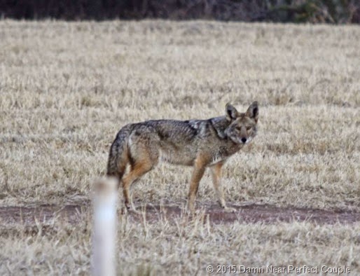 Coyote Jan15
