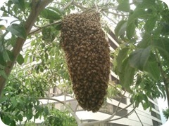 abelhas 0