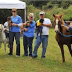 09poniesanddogs.jpg