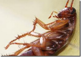 Gel ahuyentador de cucarachas a base de hormonas y más incecticidas Gel ahuyentador de cucarachas a base de hormonas y más incecticidas