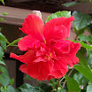 hawaii 08 380.JPG