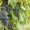 IMG_5456_vigna e uva_bassa.jpg