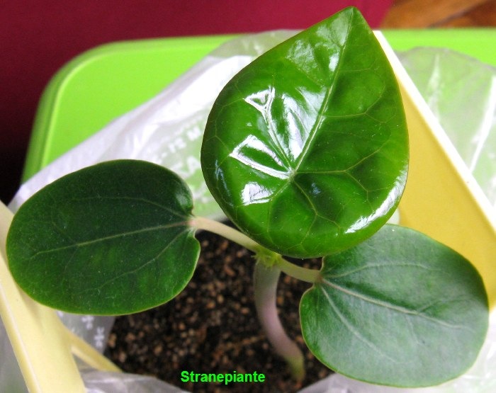 [jatropha%2520podagrica%2520prima%2520foglia%2520vera%255B2%255D.jpg]