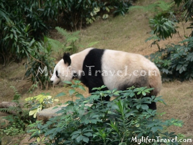 Ocean Park Asian Animal 07 Ocean Park Asian Animal 07