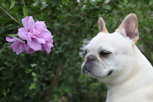 Why yes, Francesca, these are also Rose of Sharon.  The term actually refers to a broad variety of flowers.