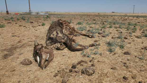 The remains of a cow lay near a watering point in a pasture 28 July 2011 near Tulia, Texas. A severe drought in the region has caused shortages of grass, hay and water, forcing ranchers to thin their herds or risk losing their cattle to the drought. Scott Olson / Getty Images