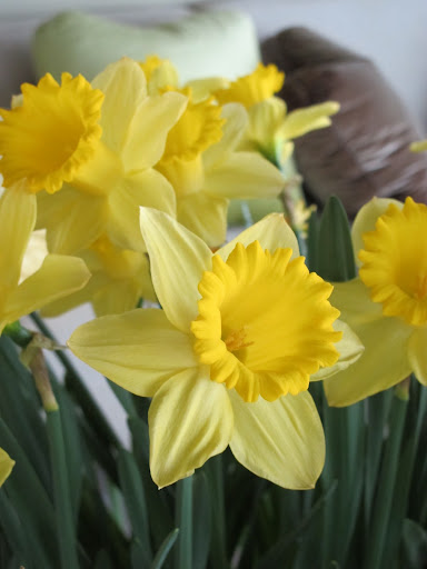Daffodils are so sweet.