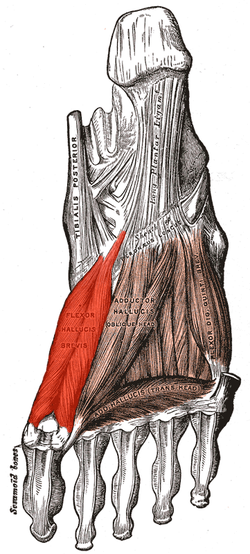 [Flexor%2520Hallucis%2520Brevis%255B5%255D.png]