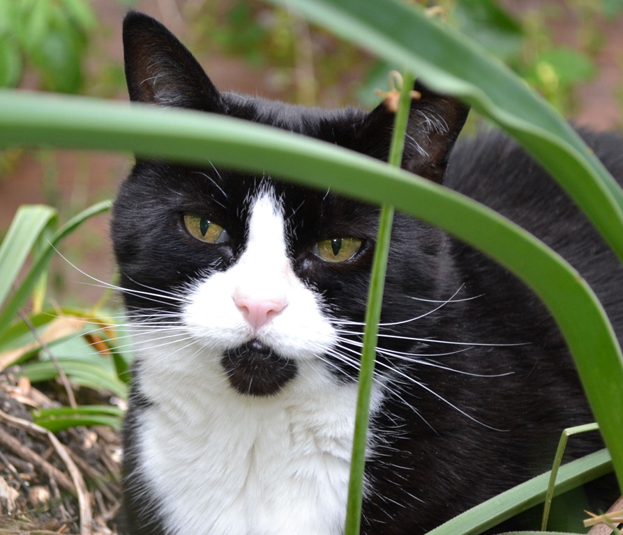 [Cats%2527%2520whiskers%255B4%255D.jpg]