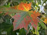 herfst_wandeling08.jpg