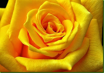 Rosa GOLDEN EMBLEM Rosa GOLDEN EMBLEM