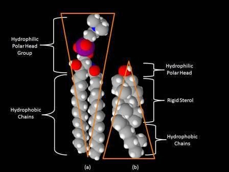 Space-filling models of sphingomyelin (a) and cholesterol (b). Space-filling models of sphingomyelin (a) and cholesterol (b).