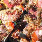 Nudibranch (Gili Biaha, Padangbai, Bali)