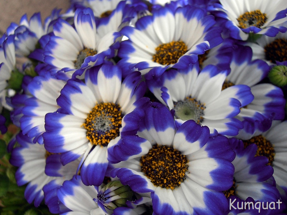 [cineraria%25204%255B2%255D.jpg]