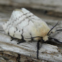 Asian Gypsy Moth
