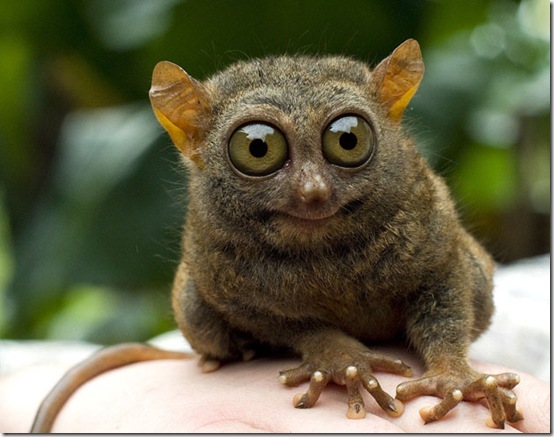 animals-worried-face-20