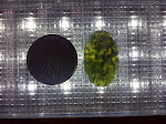 IMG-20111113-01717.jpg