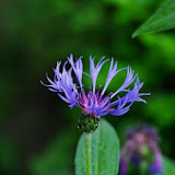 IMGP0980.JPG