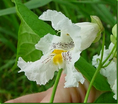 Catalpa speciosa Catalpa speciosa