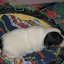 VirguleChiots08 006.jpg