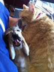 Minnow still gets all giddy when she realizes how happy she is in her forever home!