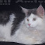 MAINECOONAMICATS