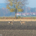 singold-bote_mittelstetten-wertach_021.jpg