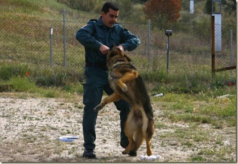 adiestramiento de perros policia4