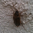 Rain Click Beetle