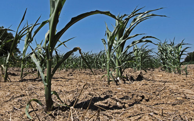 Corn in Belleville, Illinois, suffers in parched ground as drought conditions in 2012 threaten the upcoming harvest at local farms. Erik M. Lunsford / St. Louis Post-Dispatch / MCT