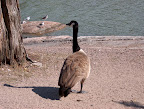 Canada Goose on Seurasaari shore Canada Goose on Seurasaari shore