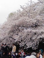 新宿御苑お花見 新宿御苑お花見