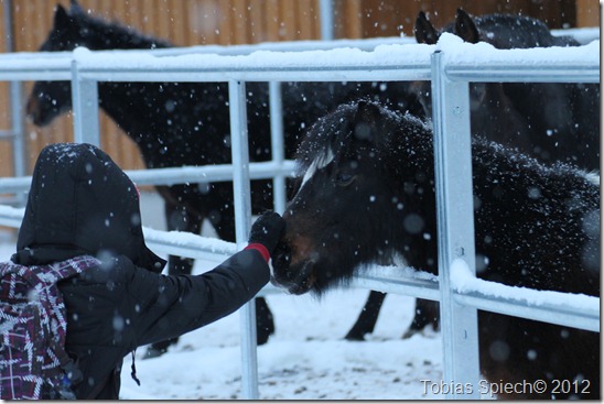 Pony Moonfleet im Schnee Pony Moonfleet im Schnee